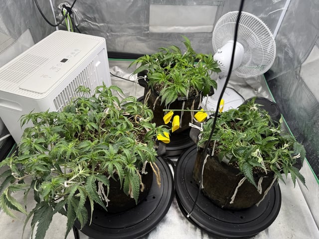 Late Season Start  — vegetative, day 42