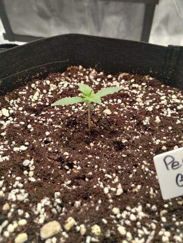 First grow — seedling_rooting, day 11