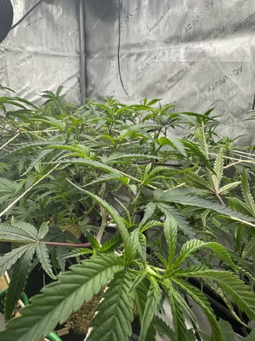 3 Runtz X Apple Fritter  — vegetative, day 1