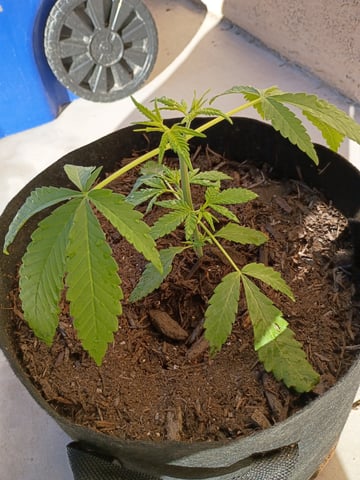 Purple Plum Perfect 💜 & 2 Grape Runtz 🍇 Mainlining garden.  — vegetative, day 47