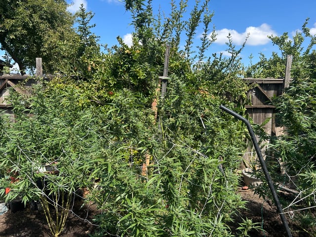 2025 harvest  — flower, day 31