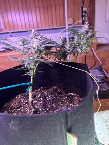 Northern Lights & Quick One  — flower, day 31