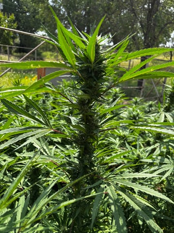 Outdoor Grow — flower, day 152