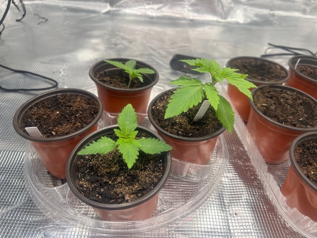 2025-26 harvest INDOOR — seedling_rooting, day 46