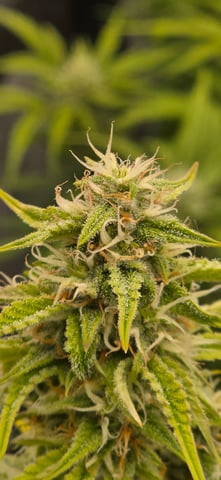 Back at it again!  — flower, day 1