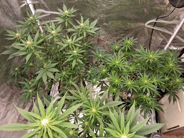 TEAM FULL AUTOS — flower, day 101