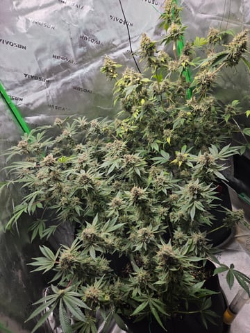 Special Queen 1 Fem+ Watermelon Auto — flower, day 117