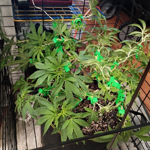 FKAFL — vegetative, day 64