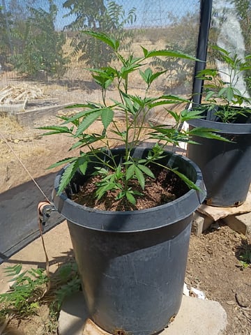 Platinum Og