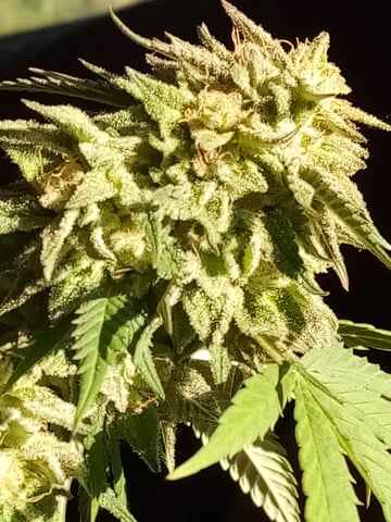 Unkown1  — flower, day 1