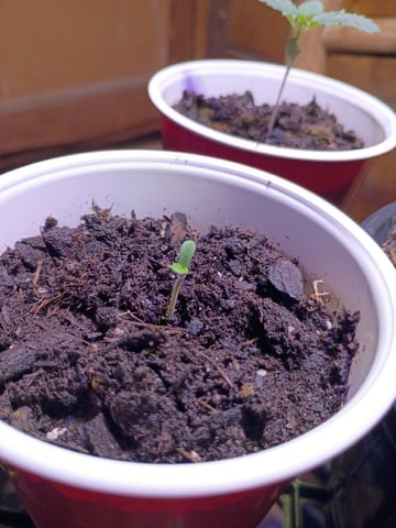 First Grow — seedling_rooting, day 3