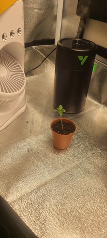 wedding cake auto flower — seedling_rooting, day 6