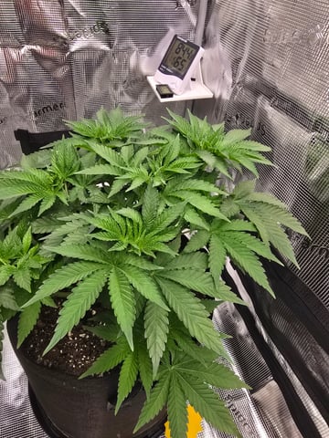 Northern lights #10 (Alaska) — vegetative, day 32