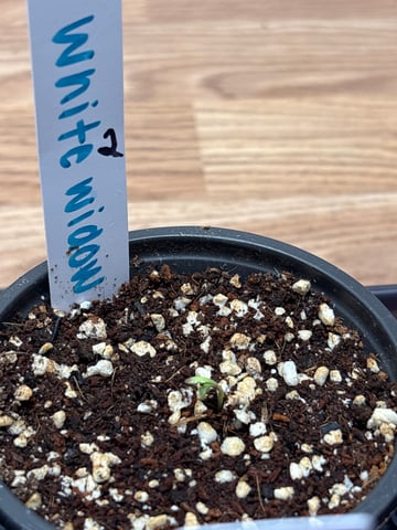 3 white widow and 3 lemoncello haze — germination, day 3