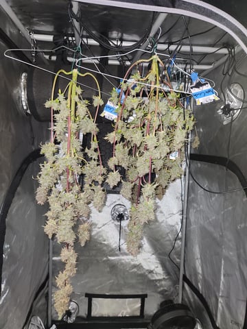 Mephisto Apple Crush and Pop tart OG in Nature's Living Soil. 