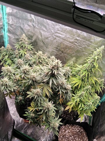 Lemon Cherry Cookies, Purple Haze and Strawberry Gorilla Grows — flower, day 95