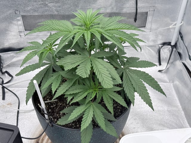 Blue Dream Grow — vegetative, day 12