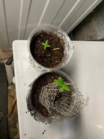 My First Grow — seedling_rooting, day 12