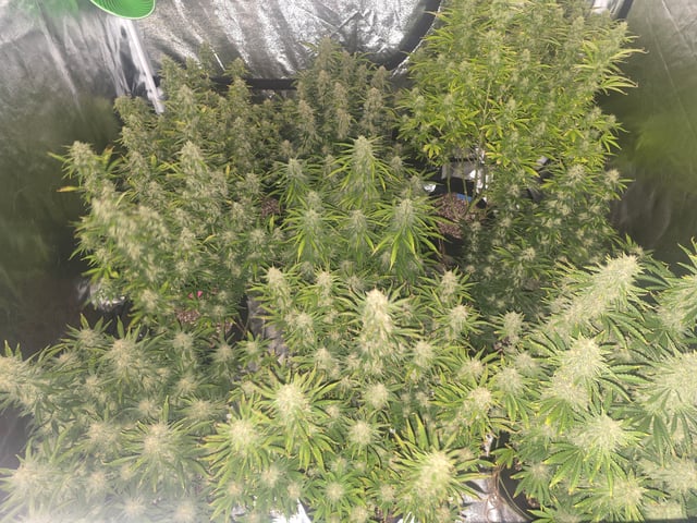 2nd Autoflower Indoor Grow — flower, day 81