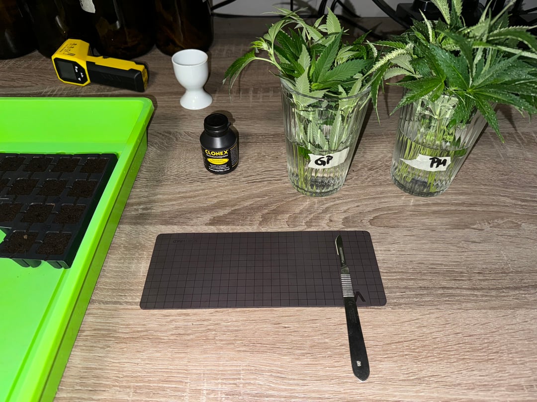 Permanent Marker, Gary Payton Cuttings/Clones 