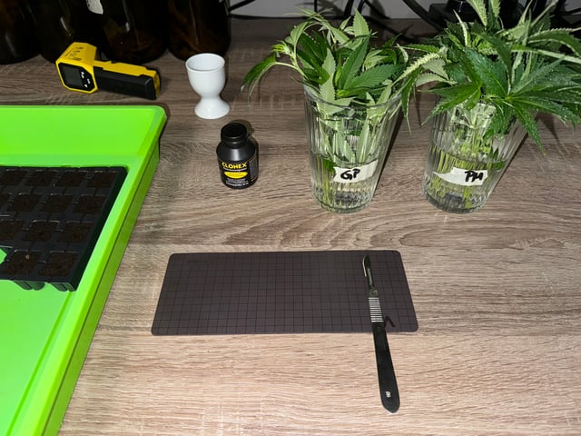 Permanent Marker, Gary Payton Cuttings/Clones  — seedling_rooting, day 1