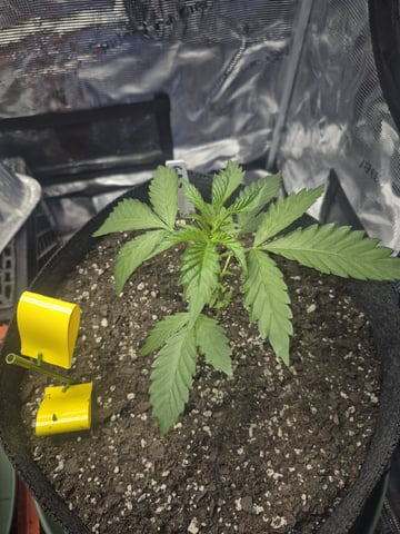 Grow 1 2026 Gelato Rainbow Sherbert  — vegetative, day 12