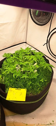 First Grow with the new setup  — flower, day 51