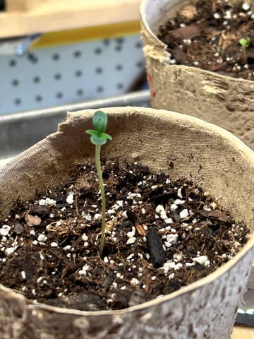 First ever grow — seedling_rooting, day 7
