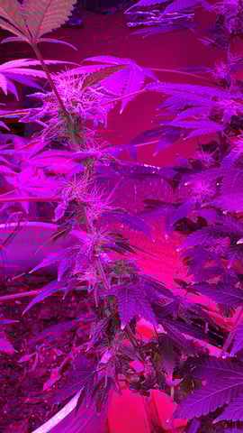 OG Kush — flower, day 104