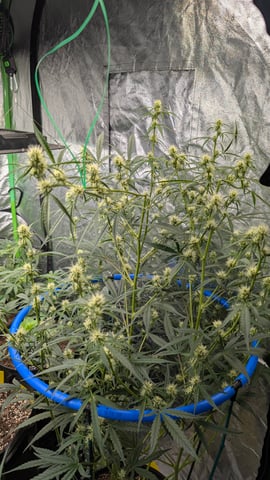 Mixed Grow — grow_setup, day 57