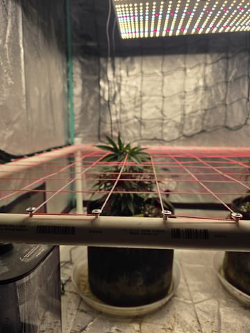 Granny Candy and PLCG — vegetative, day 55