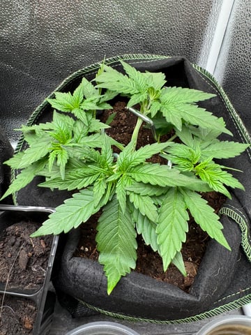 Pineapple Express F1 — vegetative, day 17