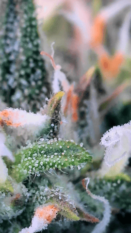 blue dream auto — flower, day 56