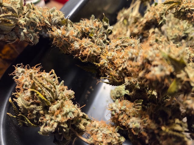 new bee's  — vegetative, day 61