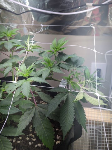 Audrey III — vegetative, day 73