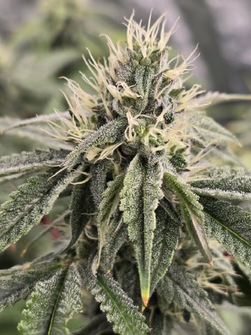 Oceanz 16 — flower, day 139