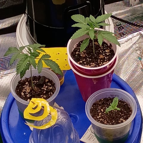 TentPlantLightFan — vegetative, day 38