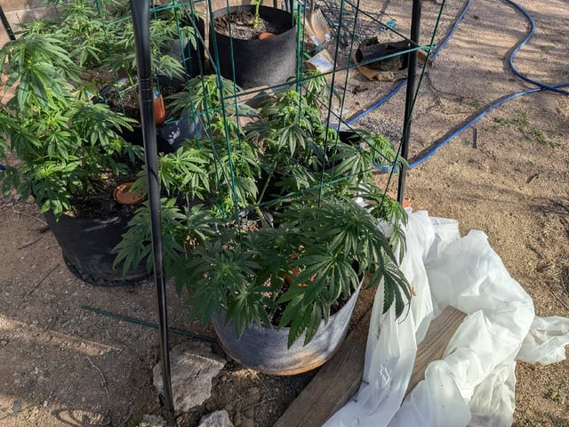 October Start — flower, day 95