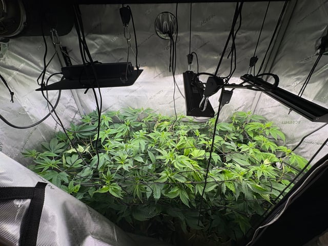 grow 4 — vegetative, day 47