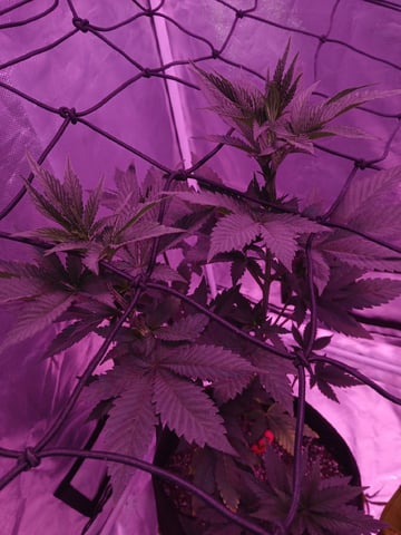 CountryG  — seedling_rooting, day 75