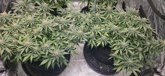 SBJ Clones — flower, day 105