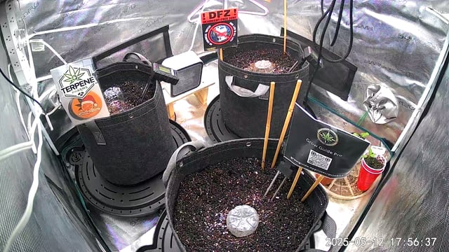 Boogie Brew Basic — germination, day 33