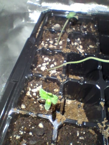 Free Seeds — seedling_rooting, day 16