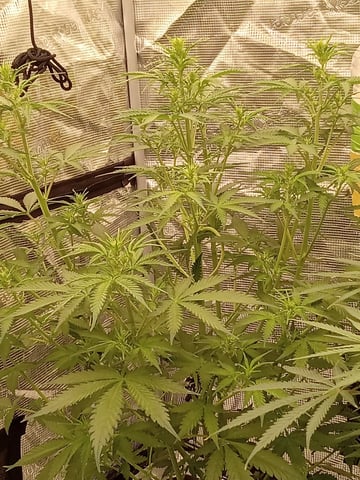   and one L.a kush cake . — flower, day 90