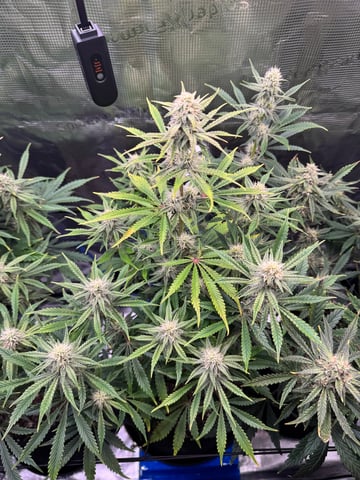 wedding cake auto FIRST GROW! — flower, day 55