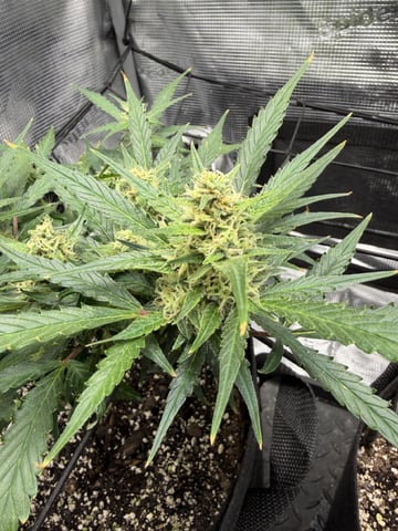 Gorilla Cookies — 1st Grow — flower, day 69