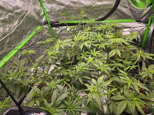 Funk Mountain 2 — flower, day 24