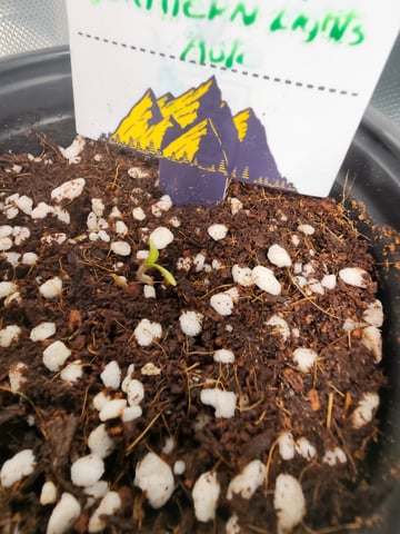 Original Northern Lights — grow_setup, day 2