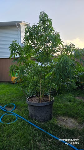 Canadian Summer Outdoor — vegetative, day 59