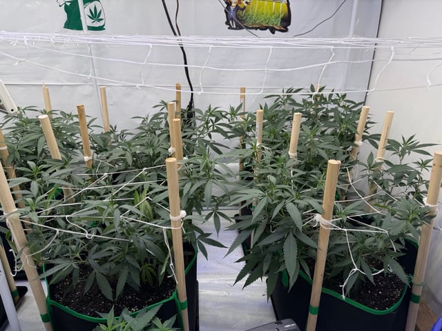 Indoor Grow  — vegetative, day 133